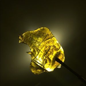 Meet your Posher, Leonard