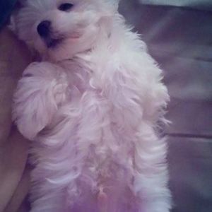 Meet your Posher, Donatella