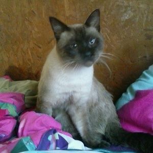 Meet your Posher, Latisha