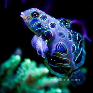 Meet your Posher, Evan