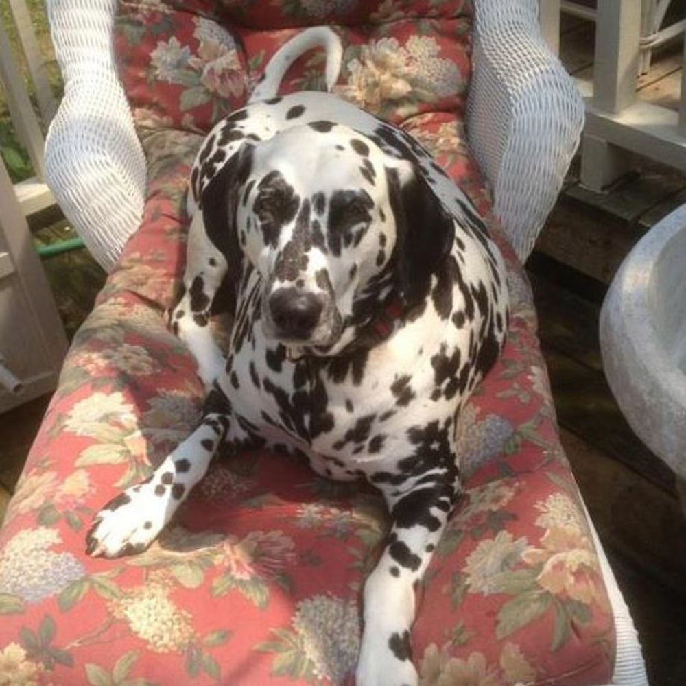 Meet your Posher, Maddie