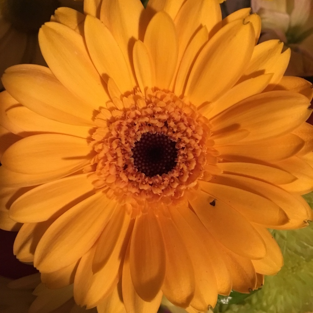 Meet your Posher, Jackie