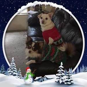 Meet your Posher, Jerilynn