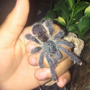 Meet your Posher, Xavier