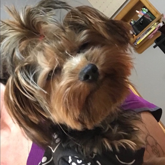 Meet your Posher, Amy - Picture 1 of 1