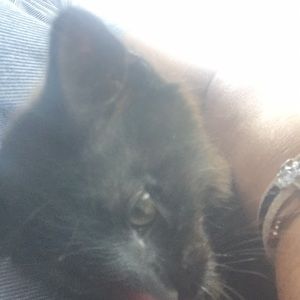 Meet your Posher, Donna