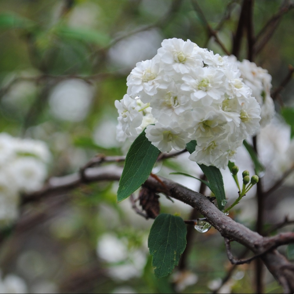 Meet your Posher, Bailey