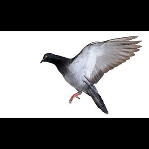 Meet your Posher, Kyle