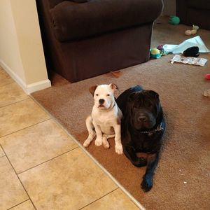 Meet your Posher, Geraldine