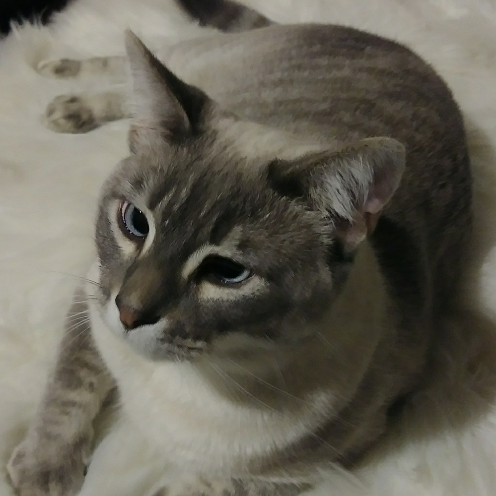 My cat Violet😎 not 4 Sale! Trade 4 Susan