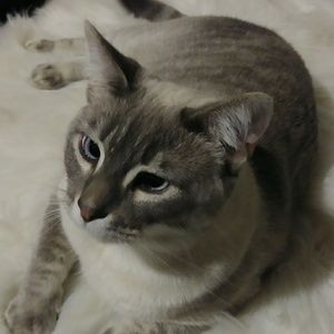 My cat Violet😎 not 4 Sale! Trade 4 Susan