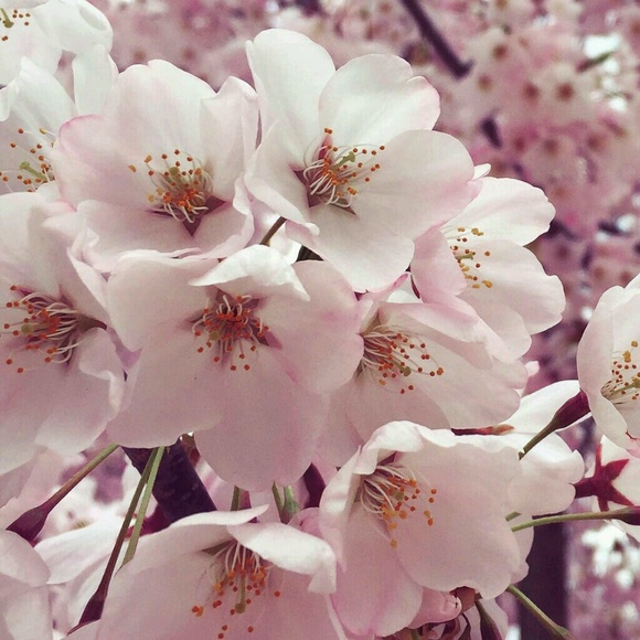 Meet your Posher, Jean - Picture 1 of 1