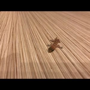 Meet your Posher, Xin