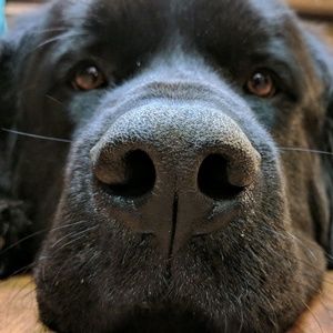 Meet your Posher, Andre