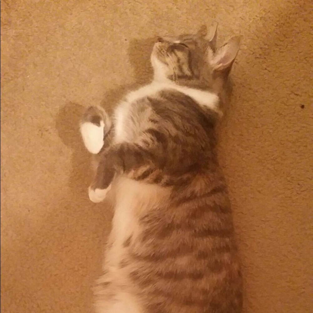 Meet your Posher, Daniel