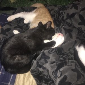 Meet your Posher, Jak