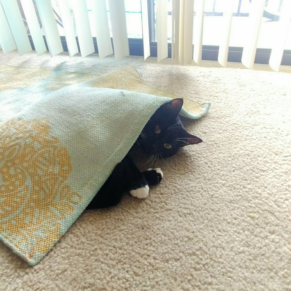 Gofund me for emergency cat surgery