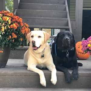 Meet your Posher, Joe