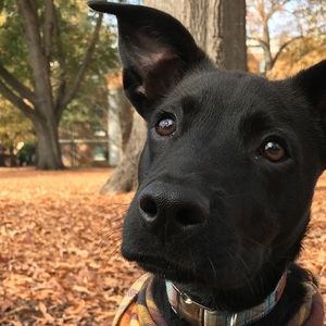 Meet your Posher, Ian