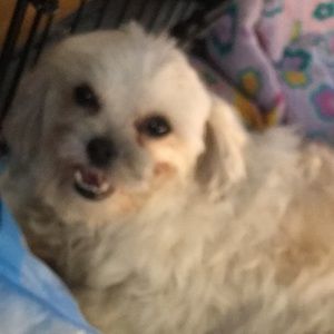 Meet your Posher, Fanny