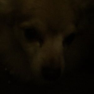 Meet your Posher, Annie