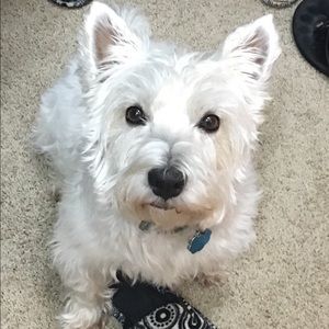 Meet your Posher, William