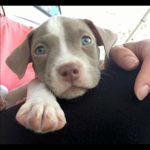 Meet your Posher, Dulce