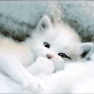 Meet your Posher, Kitty