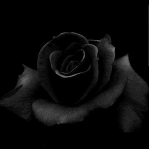 Meet your Posher, Lucy