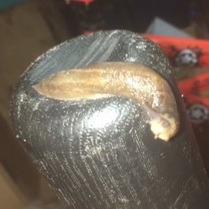 Meet your Posher, Ethan