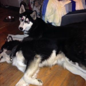 Meet your Posher, Silvia