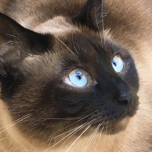 Meet your Posher, Diana