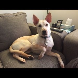 Meet your Posher, Anthony