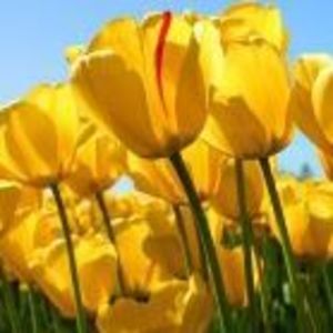 Meet your Posher, Tashan