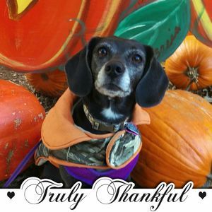 Meet your Posher, Abelina