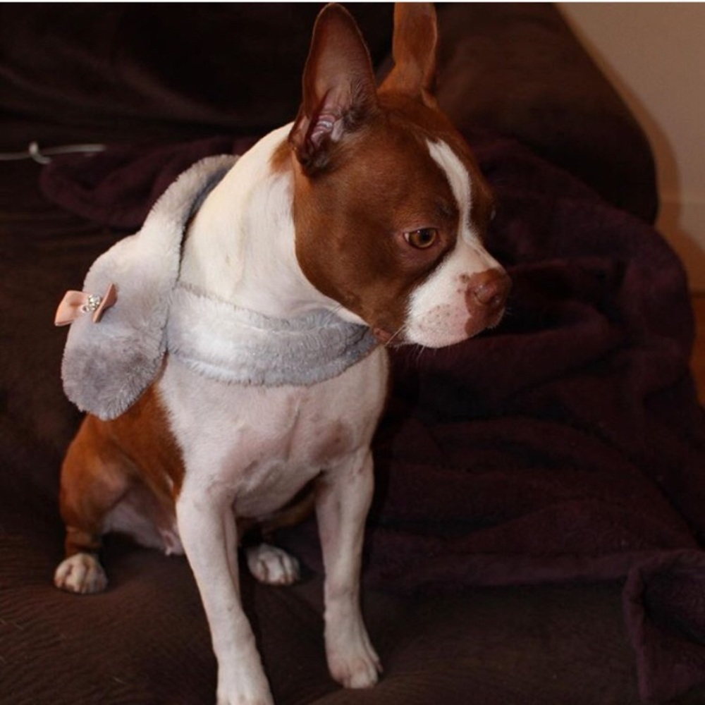 So Soft Dog Scarf