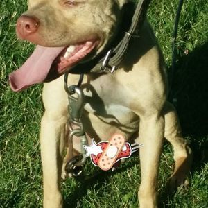 Meet your Posher, Fletcher