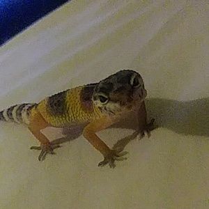 Meet your Posher, Ralph