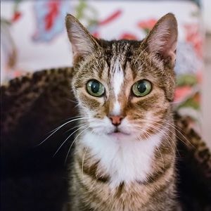 Meet your Posher, Anne