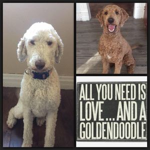 Meet your Posher, Danniele