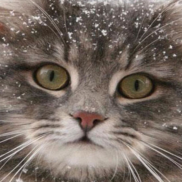 mewmaria