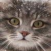 mewmaria