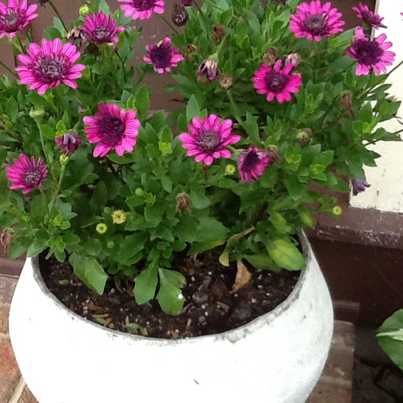 djc08742
