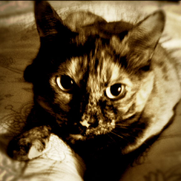 Poshmark profile picture for @ciao