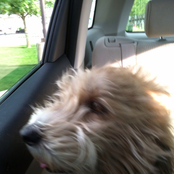 lucylu