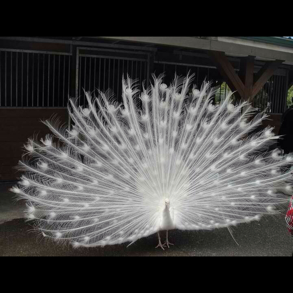 parveshusa