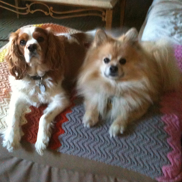 luv2dogs