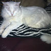 intoxikitty