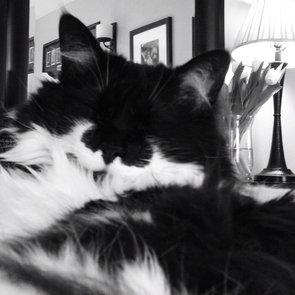 buffymeowmeow
