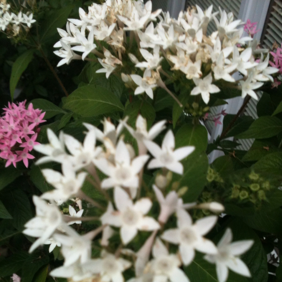 julieb0424